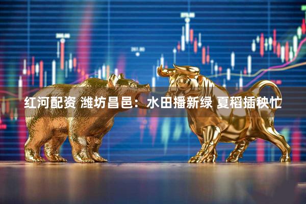红河配资 潍坊昌邑：水田播新绿 夏稻插秧忙